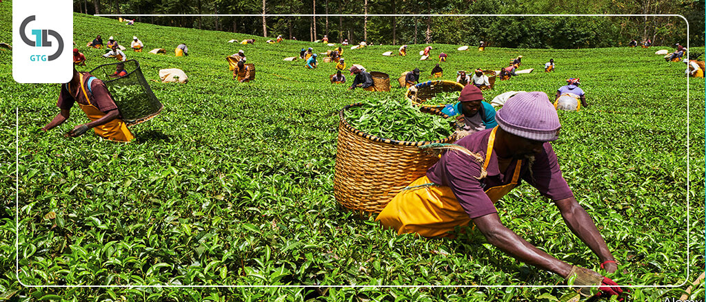 چای؛ بزرگترین صادرات کنیا