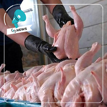 تولید ۳۰ هزار تن مرغ مازاد در کشور