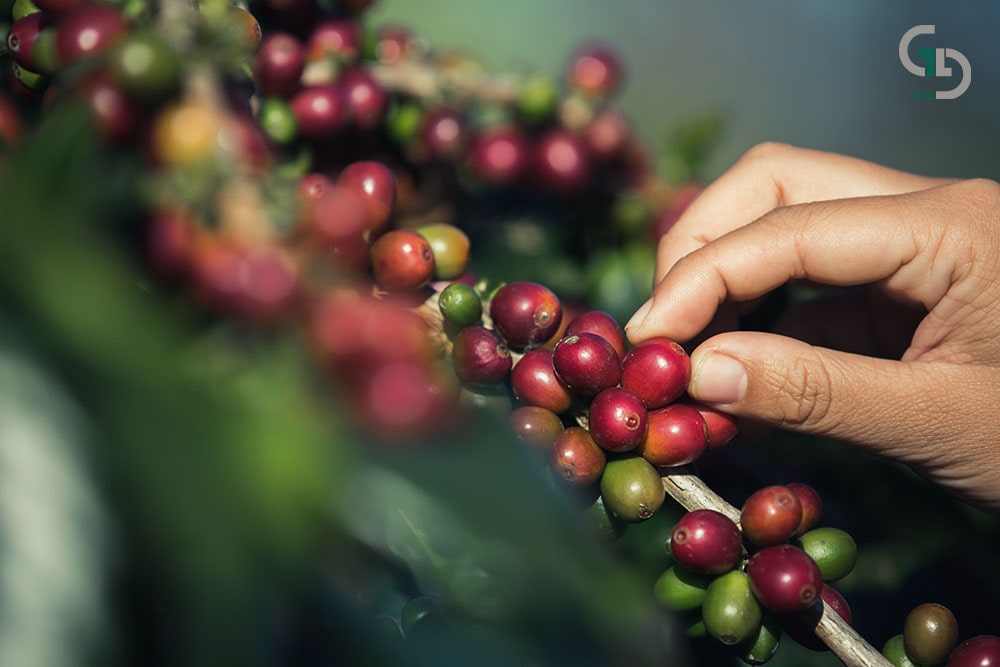 hands that are picking coffee beans from coffee tree min
